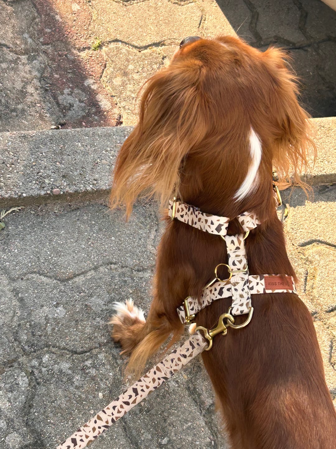 Customer photo review of Smycz miejska "Brownie Terrazzo" - czarne okucia