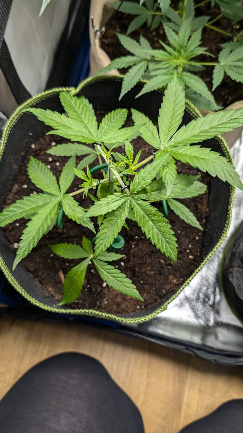 Customer photo review of Hesi Bio Bloom