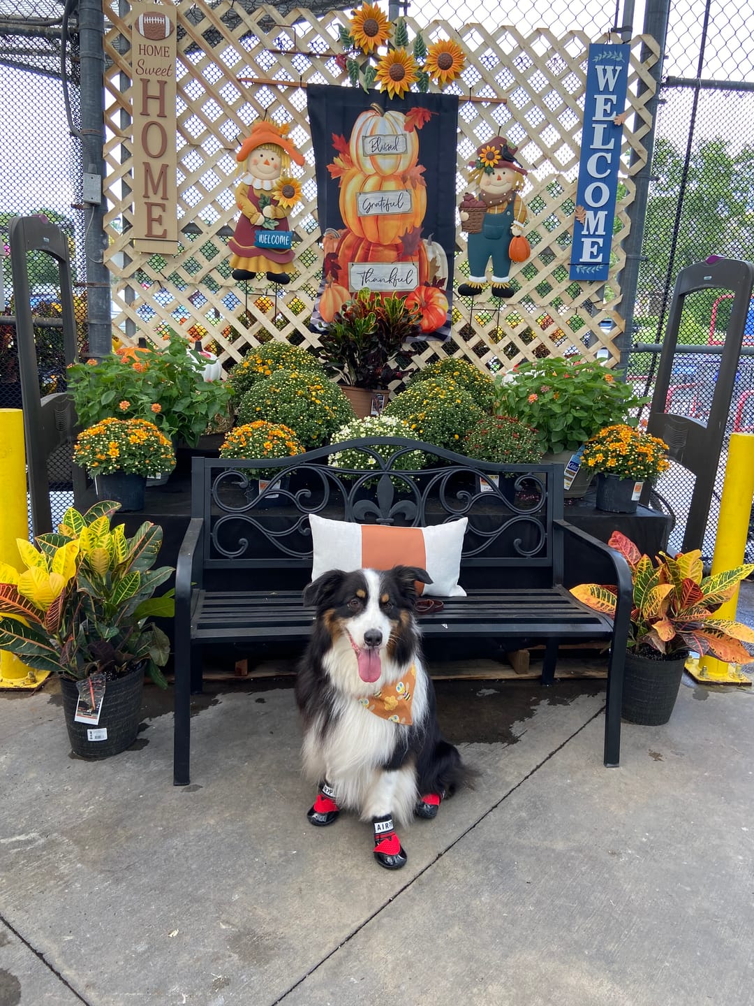 Customer photo review of AIR PUP SOCKS / BOOT LINERS