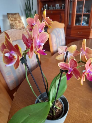 Customer photo review of Table Dance Orchideen Farbmix mit 3+ Stielen im 3er Set
