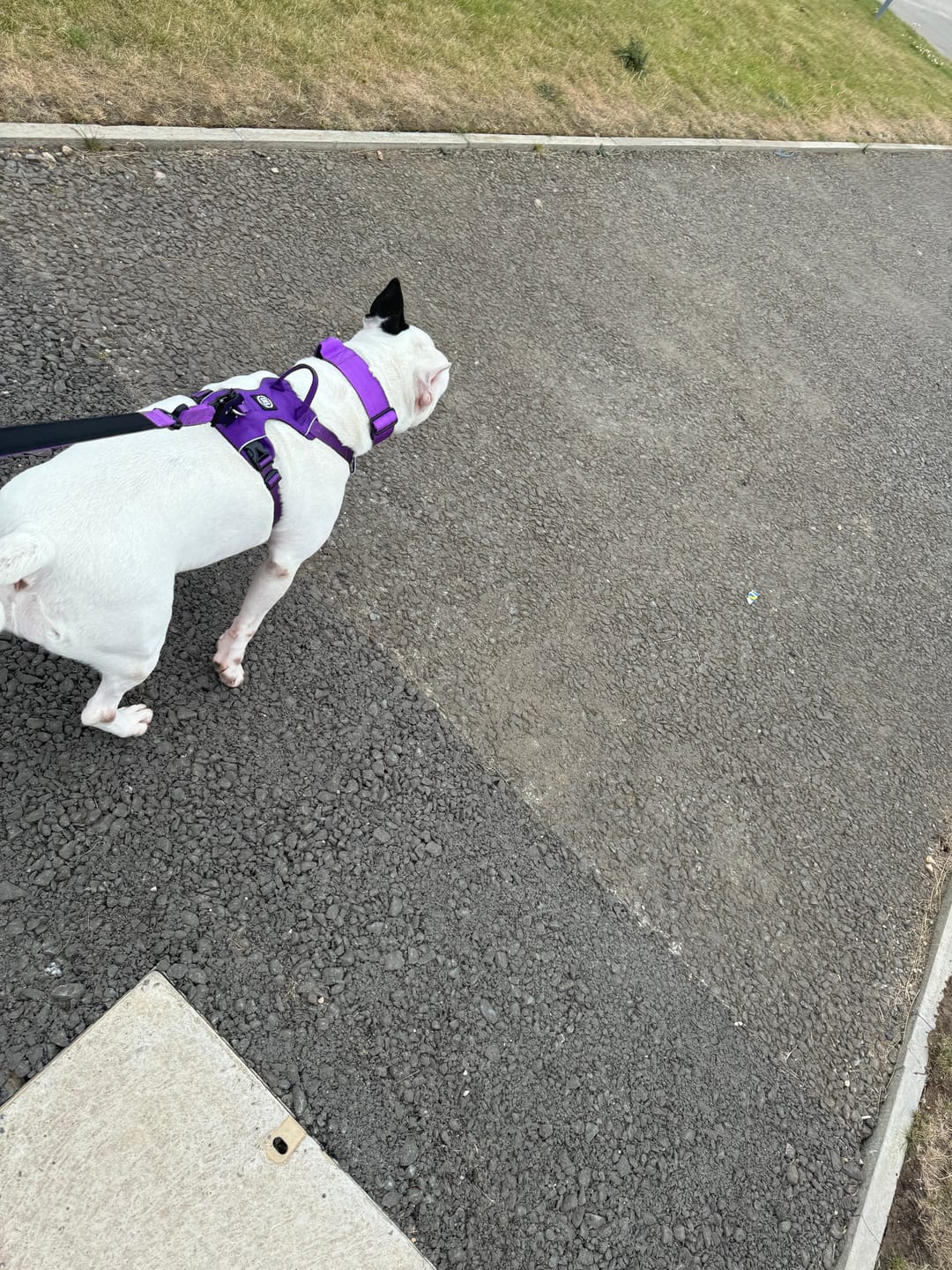 Customer photo review of Air Mesh Harness - Anti-Pull, With Handle, Non Restrictive & Adjustable - Purple