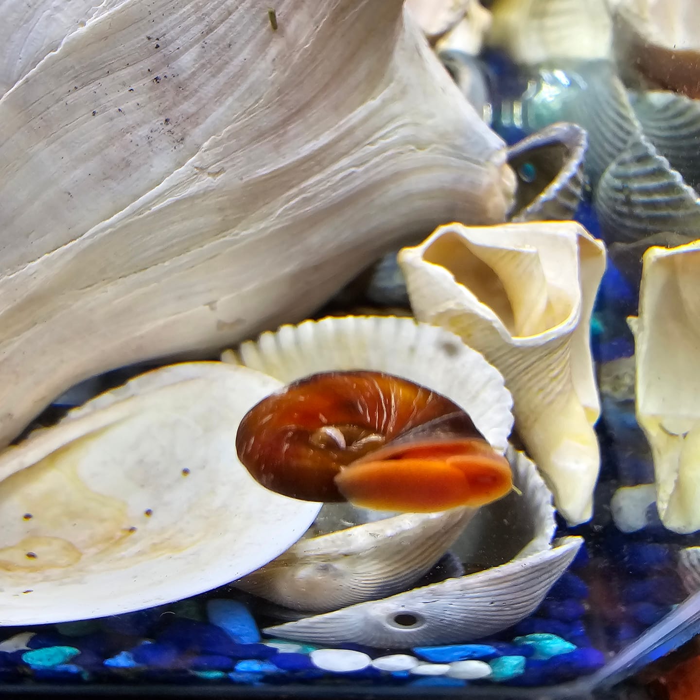 Customer photo review of RAMSHORN SNAILS (ASSORTED BLUE, PINK,GREY,GOLD)