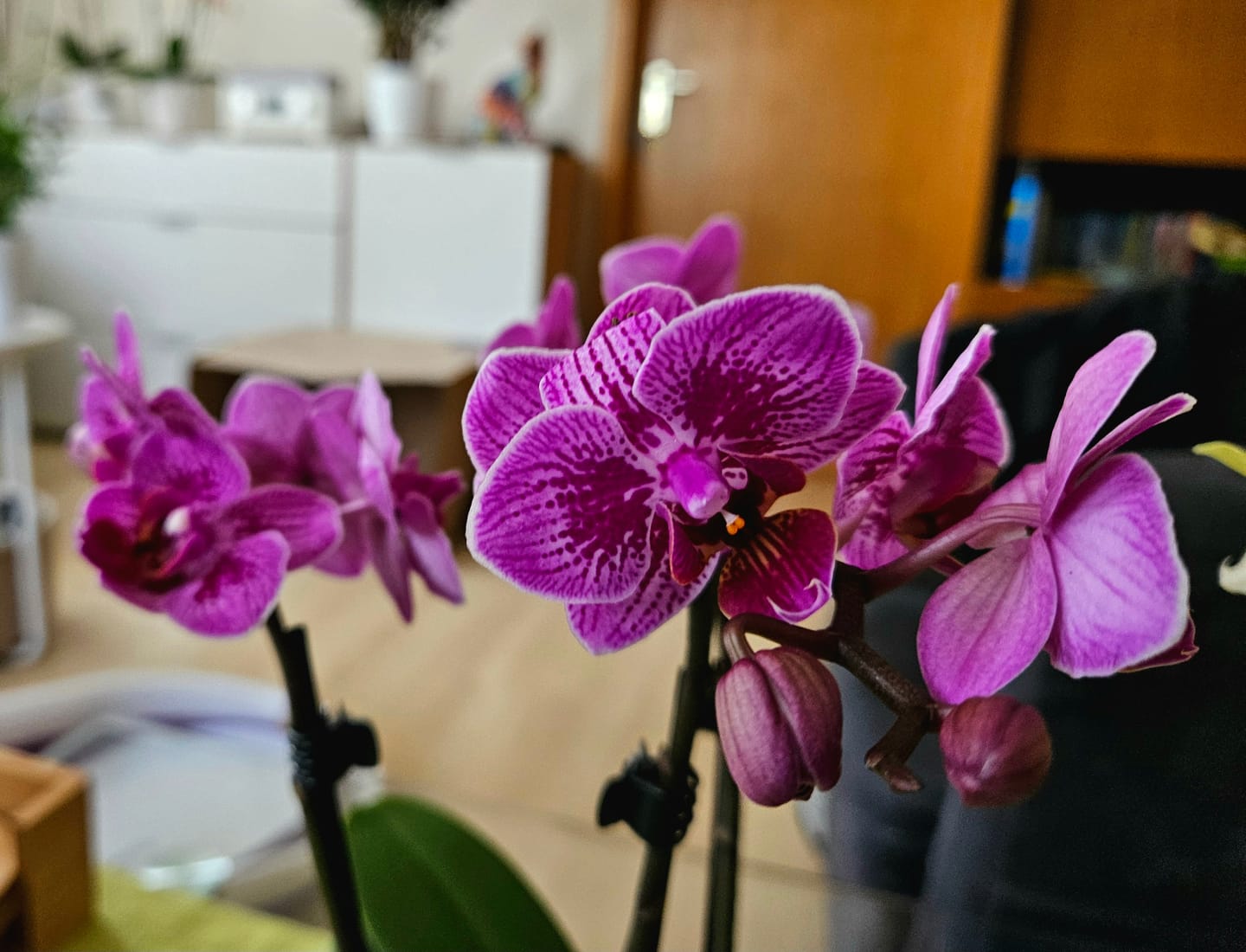 Customer photo review of Table Dance Aliyah Spots mit lila-rosa gefleckten Blüten mit 2+ Stielen