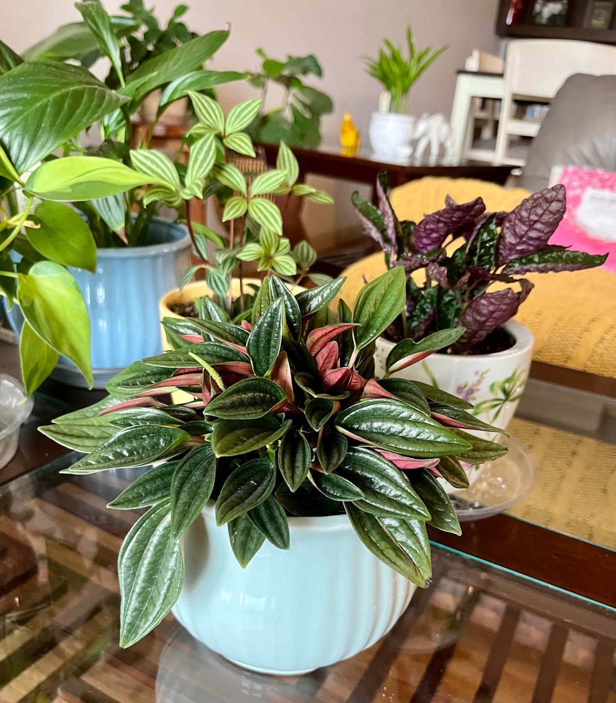 Customer photo review of Peperomia tetragona "Parallel"