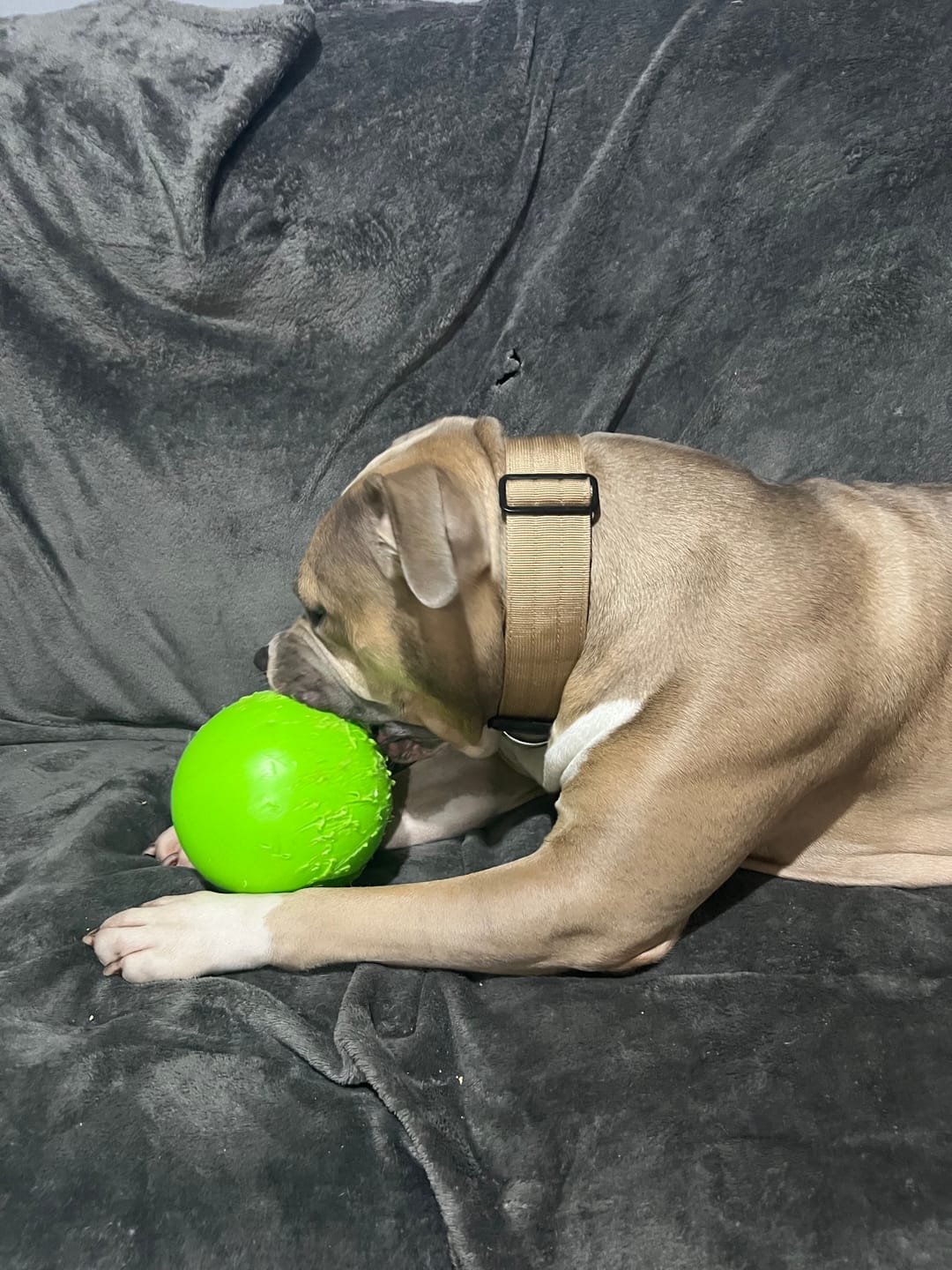 Customer photo review of 5cm Combat® Collar | With Handle & Rated Clip - Military Tan v2.0