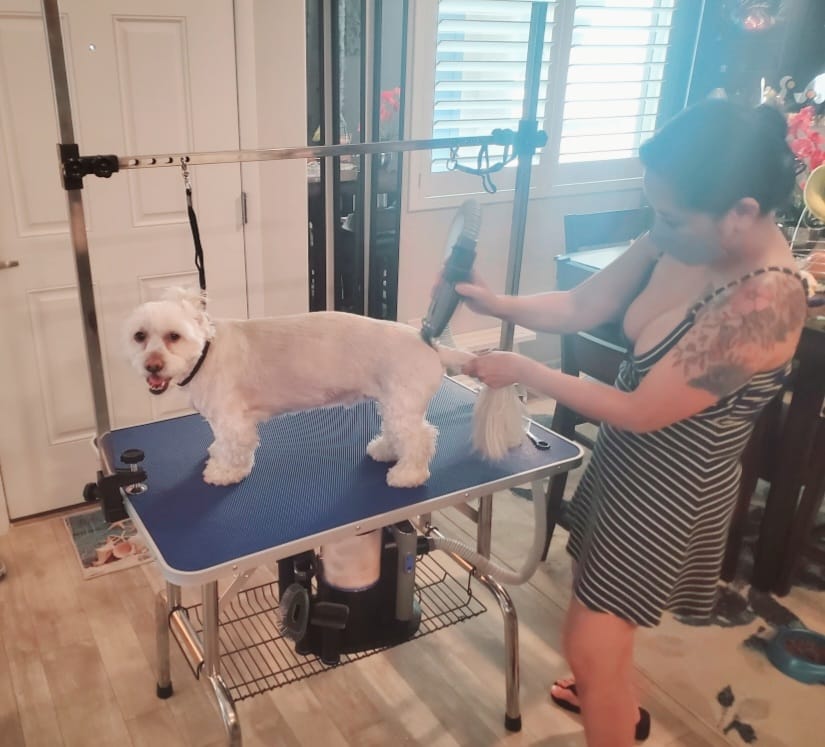 Customer photo review of Professional PLUS Pet Grooming Vacuum Kit