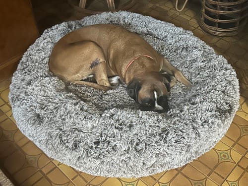 Customer photo review of PaWz Removable Cover Calming Pet Bed