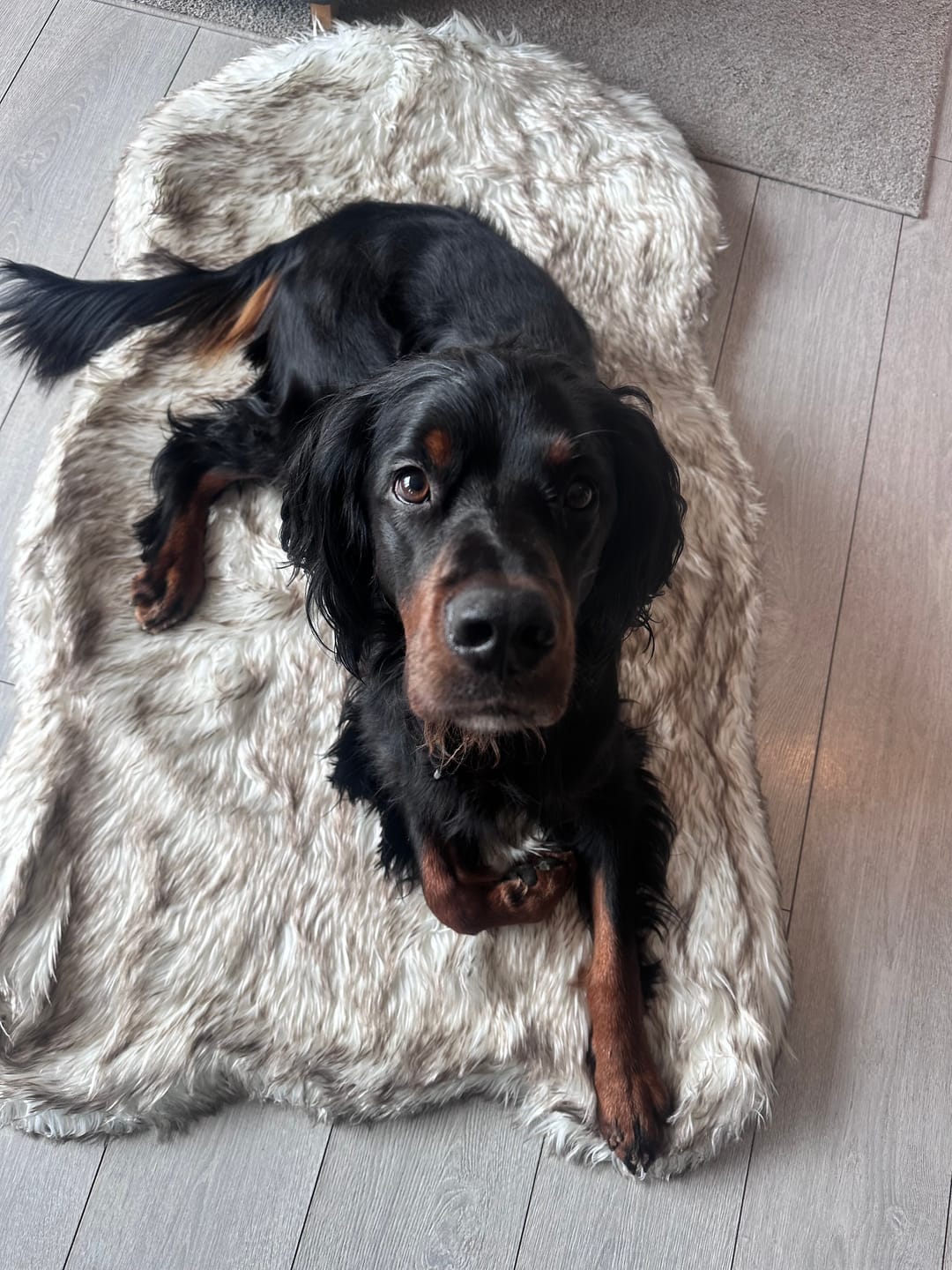 Customer photo review of ComfyRug Original - Hundeseng med premium memory foam