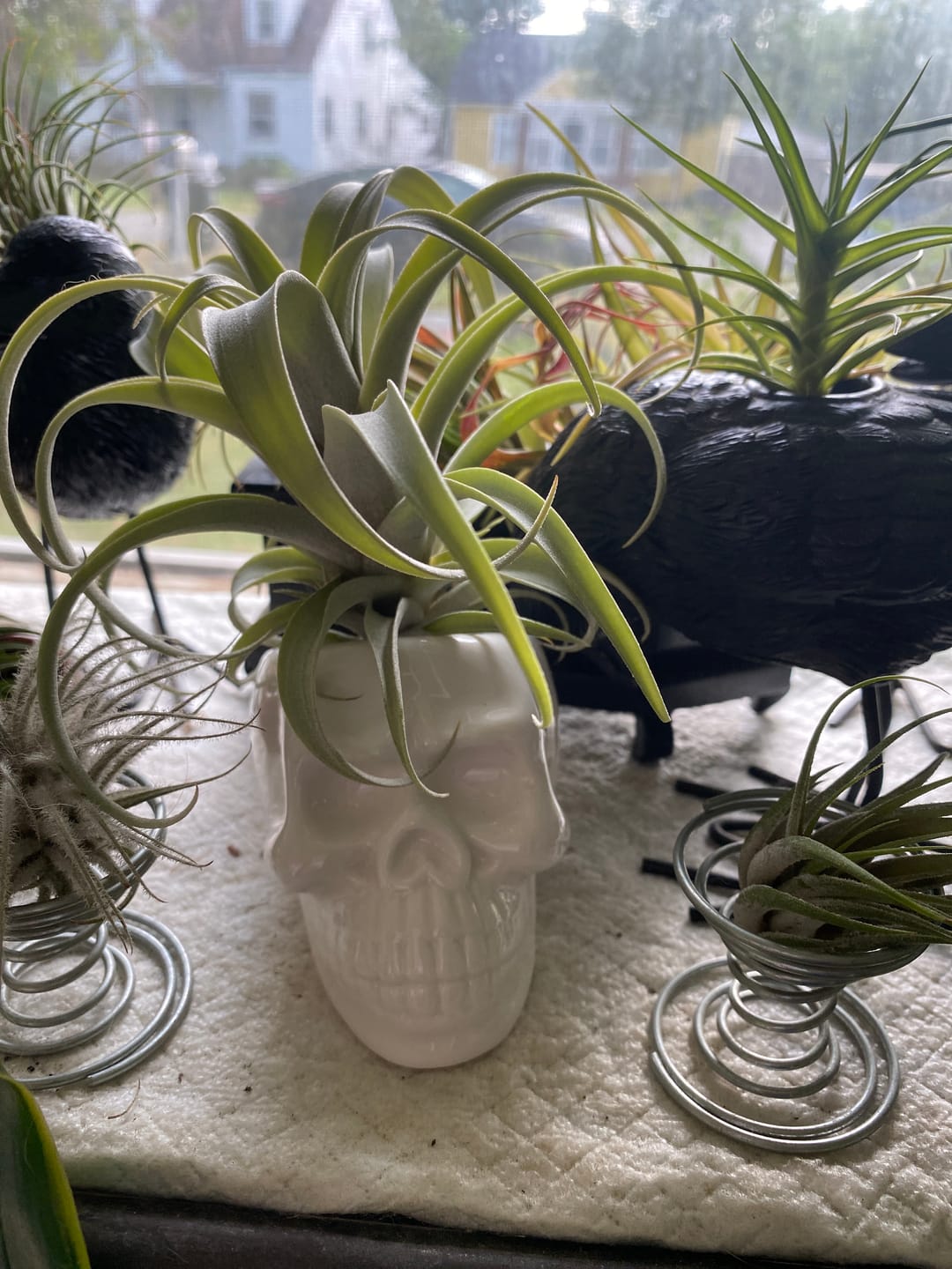 Customer photo review of White Skull Ceramic Air Plant Holder  (Holder Only)