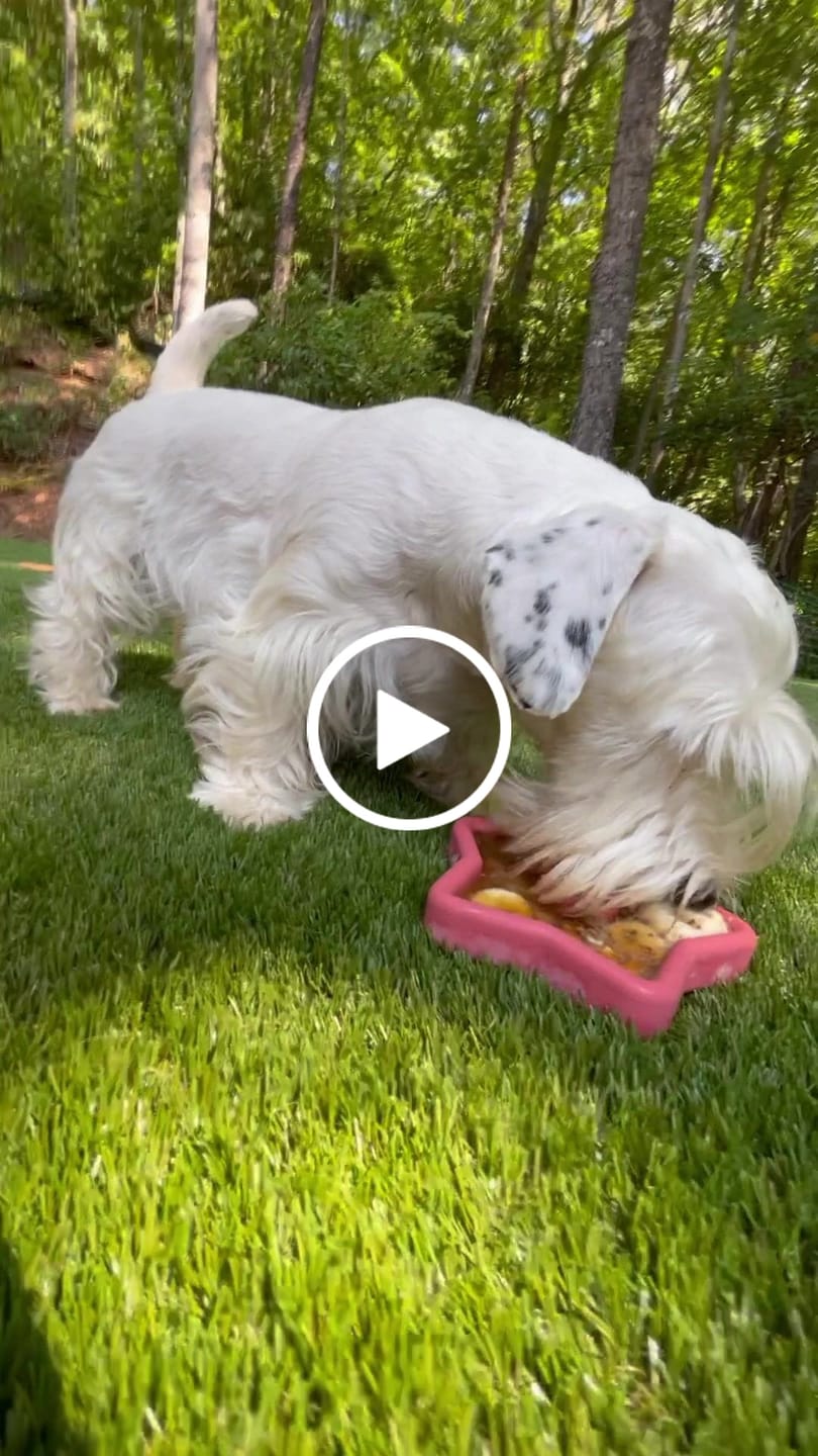 Customer video review of FreezStar - Long-Lasting Star Chew