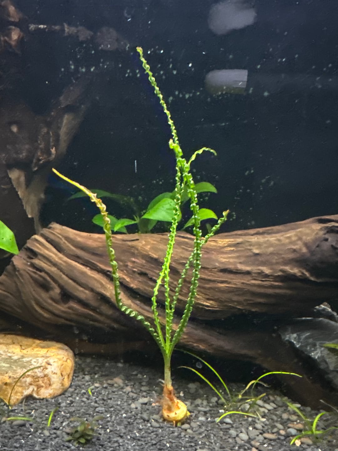 Customer photo review of CRINUM CALAMISTRATUM