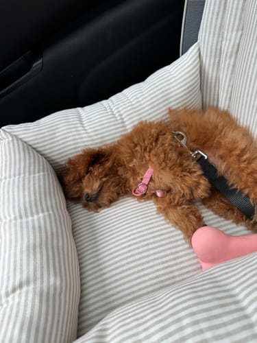 Customer photo review of Seggiolino Auto Cotone Urban Righe Beige