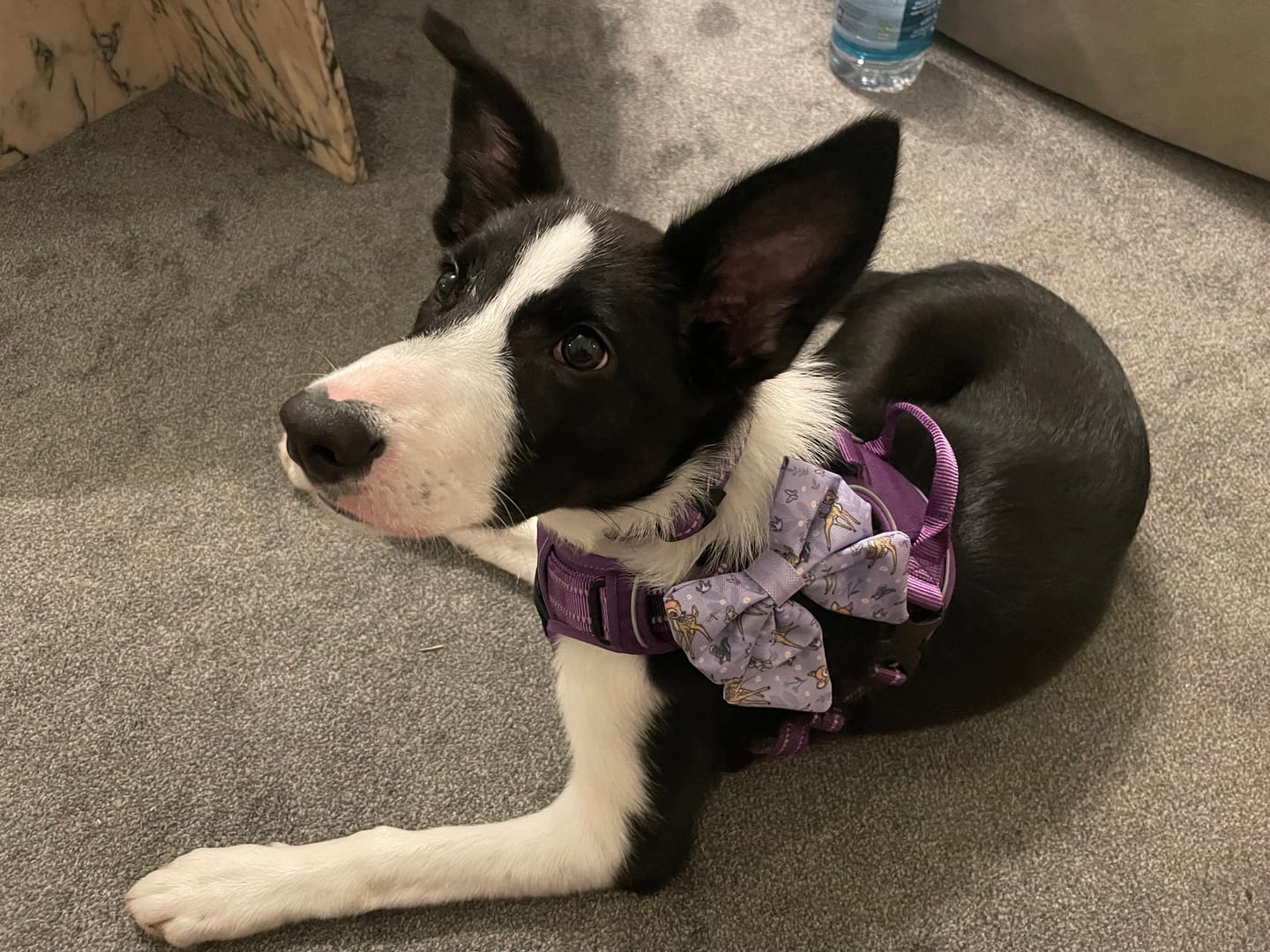 Customer photo review of Disney© Sailor Bow - Bambi + Friends Lilac