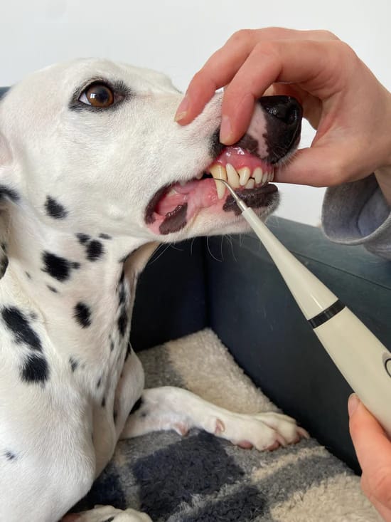 Customer photo review of KANILAB - Détartreur Dentaire pour Chien