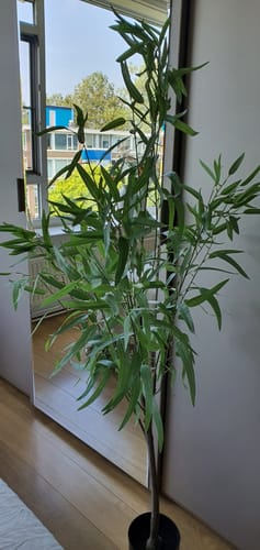 Customer photo review of Eucalyptus Kunstplant 175cm