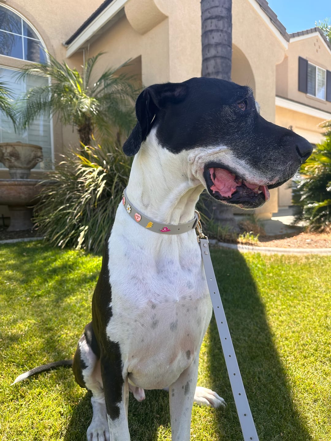 Customer photo review of Moodies 4-in-1 Leash