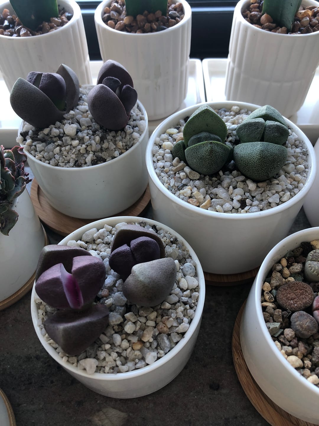 Customer photo review of Pleiospilos nellii 'Royal Flush'