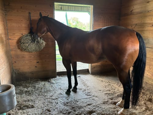 Customer photo review of Hay Chix® Half Bale Net