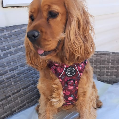 Customer photo review of Tough Trails™ Harness - Mable's Meadow