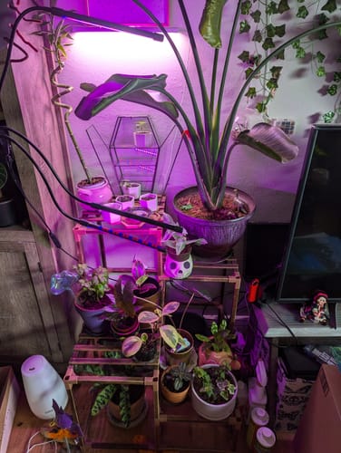 Customer photo review of Houseplant Pest Spray