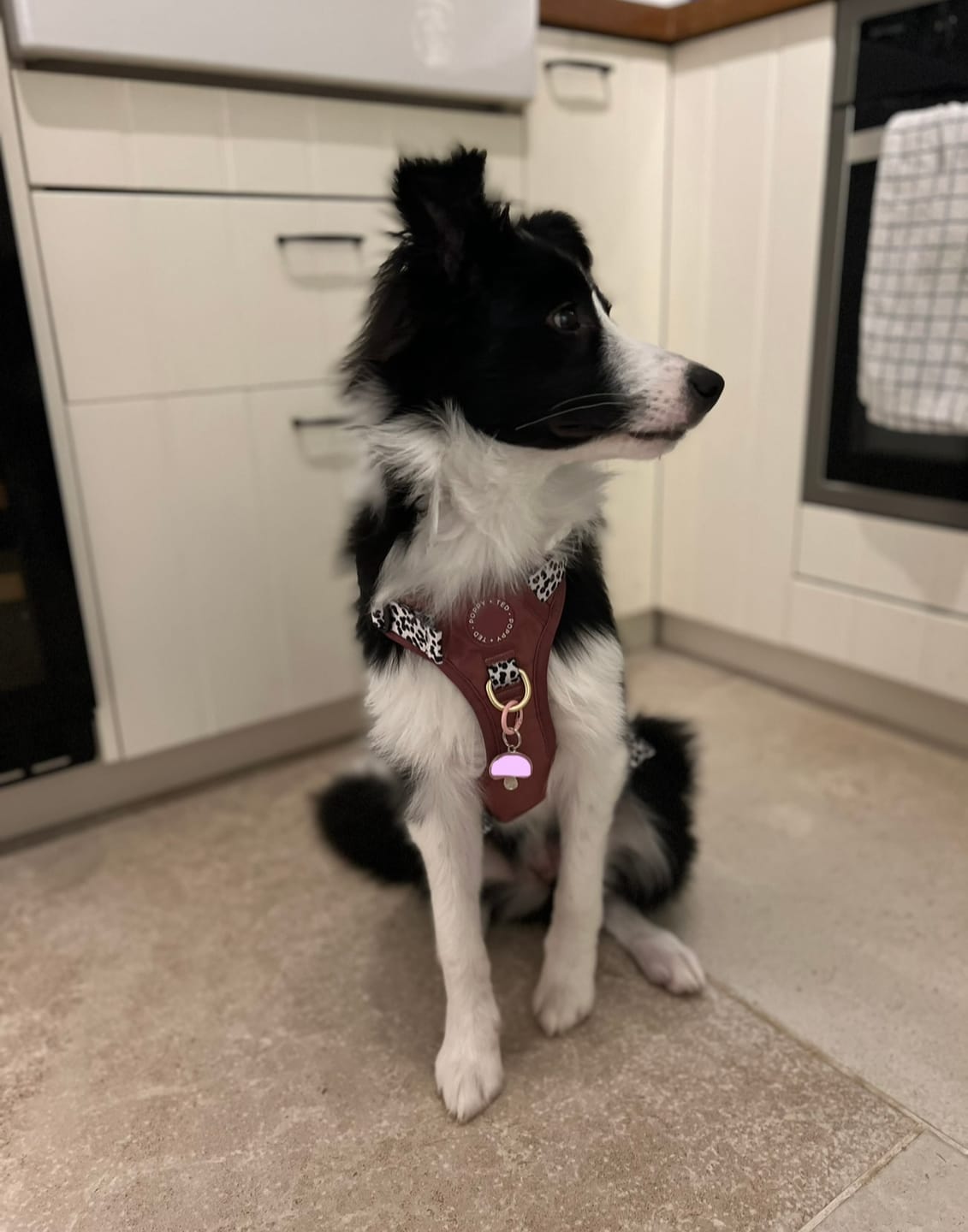 Customer photo review of Luxe Collection | 3-Click Tough Harness | Berry Dalmatian