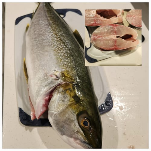 Customer photo review of Fresh Kingfish Whole