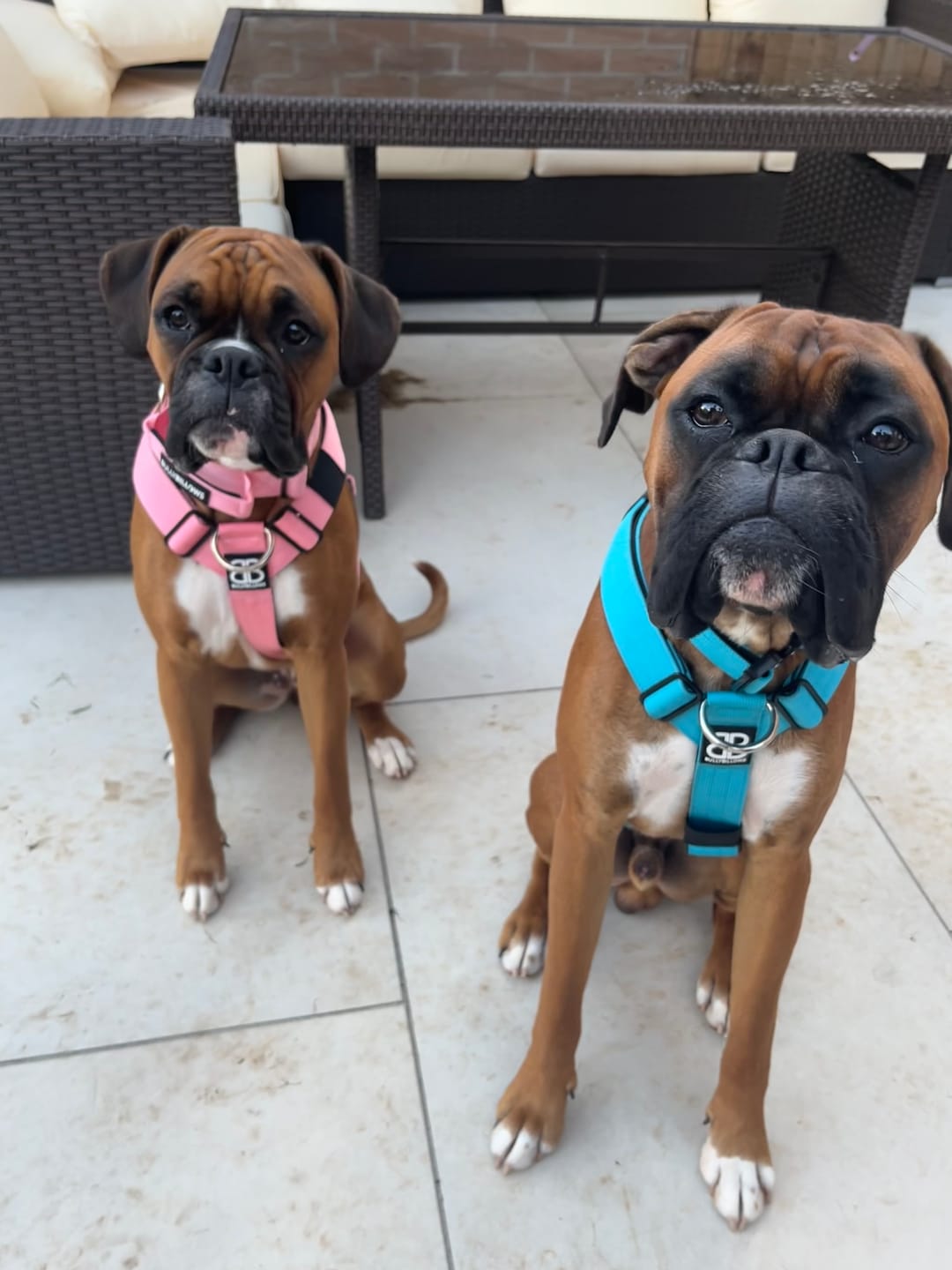 Customer photo review of TRI-Harness® | Anti-Pull, Adjustable & Durable - Dog Trainers Choice -  Light Blue v2.0