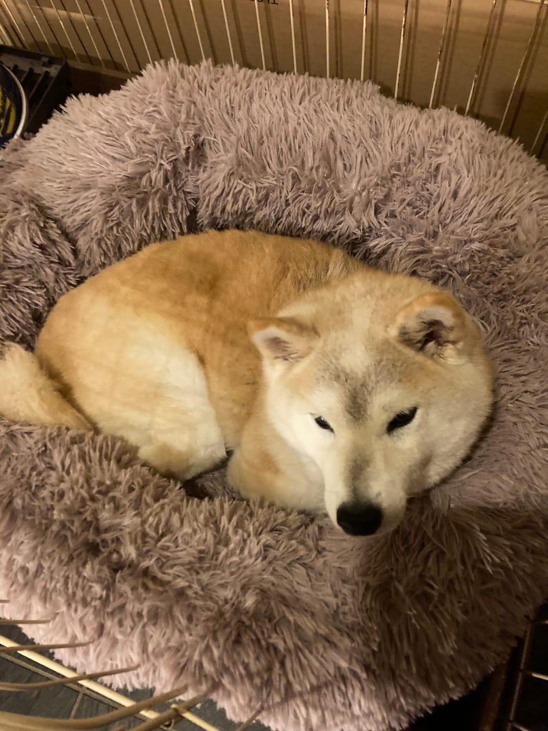 Customer photo review of 替えカバー（ペットが安らぐベッド専用）
