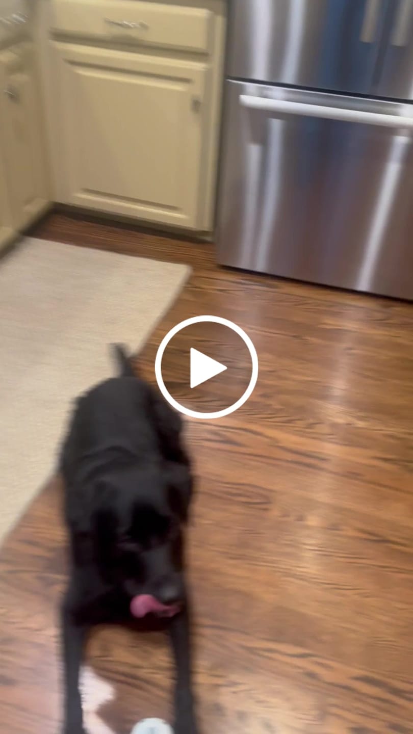 Customer video review of Beef Lung Chunks 1lb