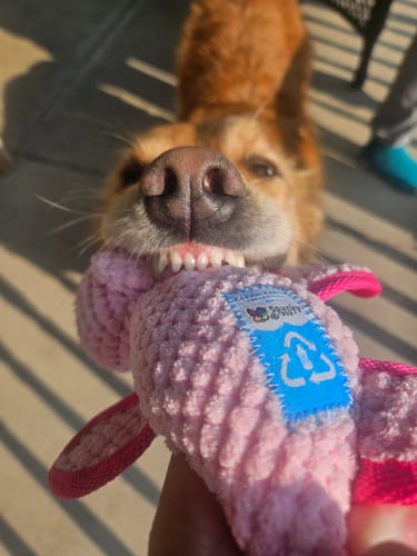 Customer photo review of Clean Earth Plush - Textured - 100% Sustainable