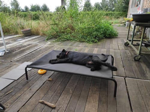 Customer photo review of HiK9 Bed with Chocolate Mesh Cover