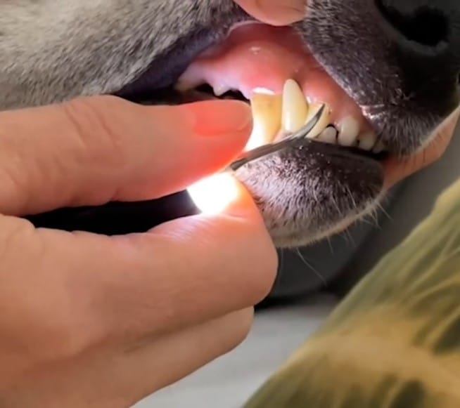 Customer photo review of KANILAB - Détartreur Dentaire pour Chien