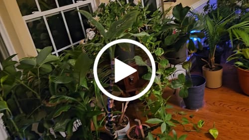 Customer video review of Shieldeck® BuzzTrap - Smart Flying Insect Trap