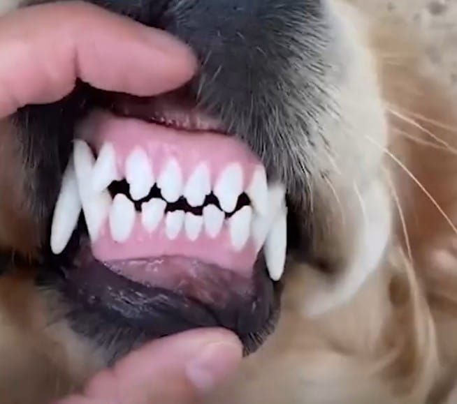 Customer photo review of KANILAB - Détartreur Dentaire pour Chien