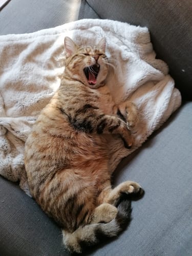 Avis photo d'un client sur Croquettes Chat Stérilisé Sans Céréales - Saumon