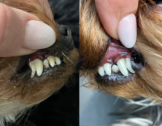 Customer photo review of KANILAB - Détartreur Dentaire pour Chien
