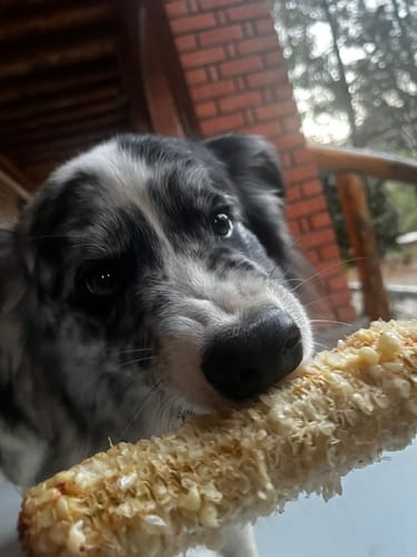 Customer photo review of NexGard Spectra®