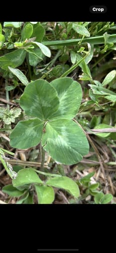 Customer photo review of Eau de Toilette