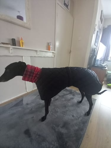 Customer photo review of Quilted Waterproof Greyhound Coat with High Collar Design Your Own (Harness Hole optional)