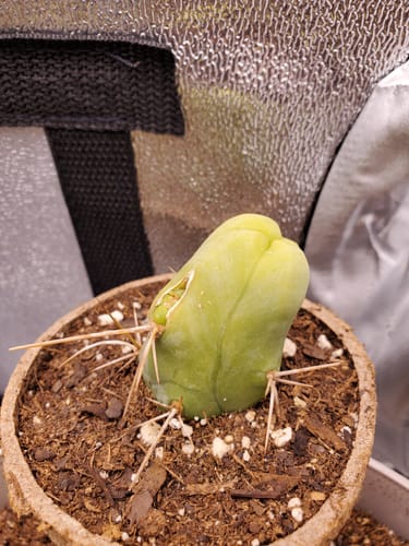 Customer photo review of Penis Cactus | Short Form | Trichocereus bridgesii monstrose