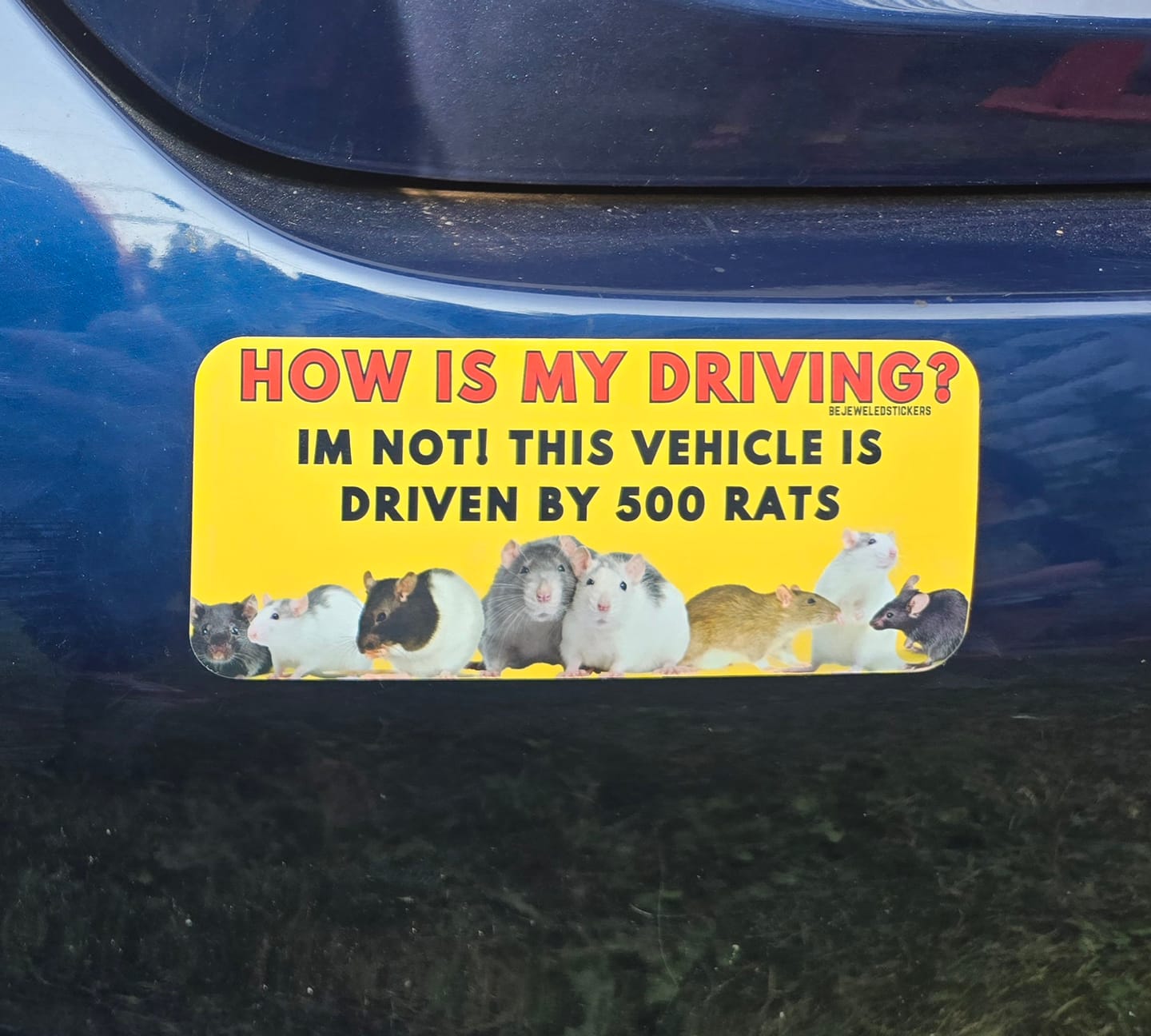 Customer photo review of 500 Rats