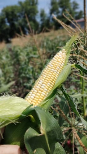 Customer photo review of Quick Trip Attribute II Sweet Corn (Roundup Ready)