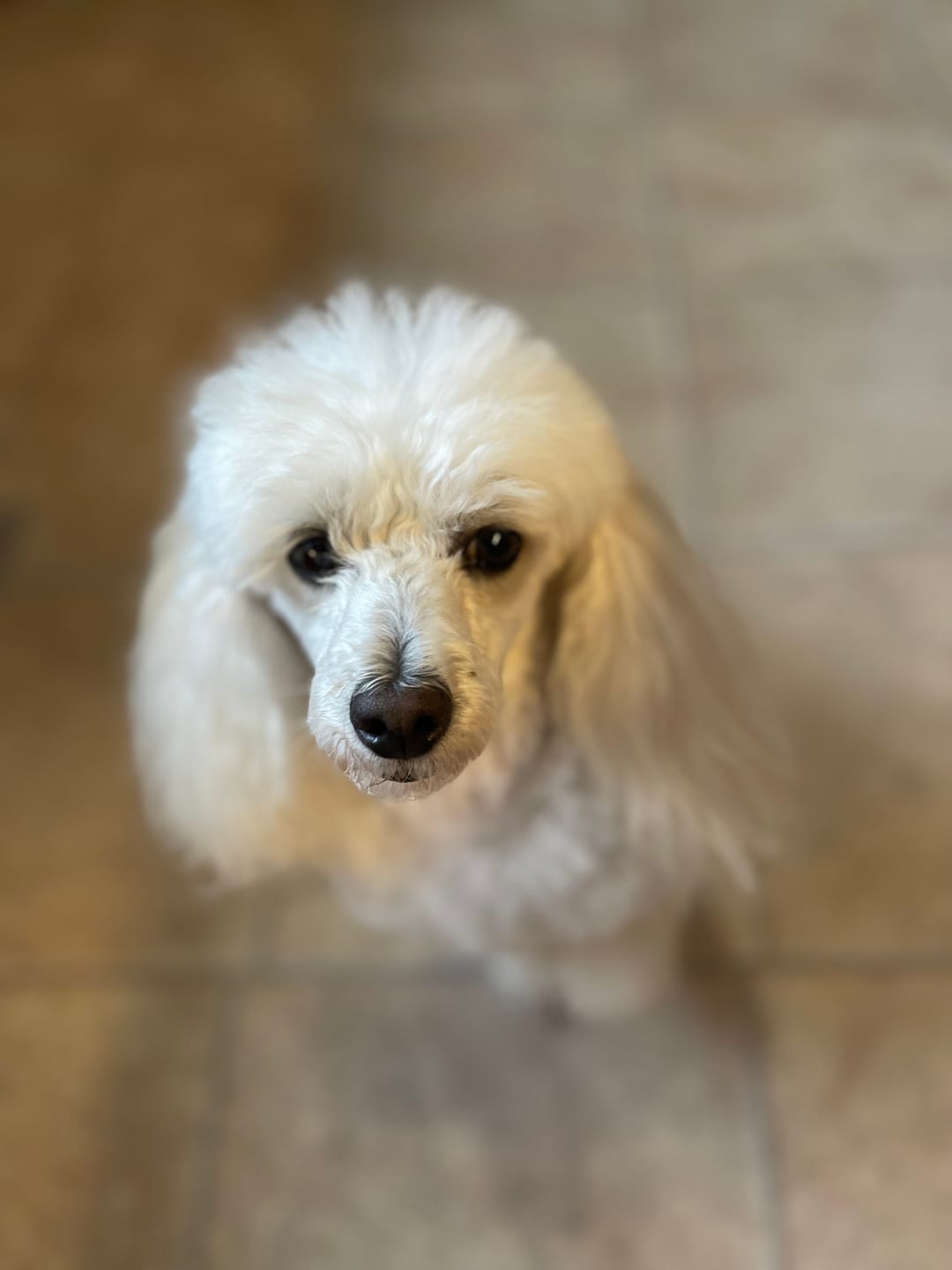 Customer photo review of Maxi White Whitening Dog Shampoo with Pineapple & Passionfruit