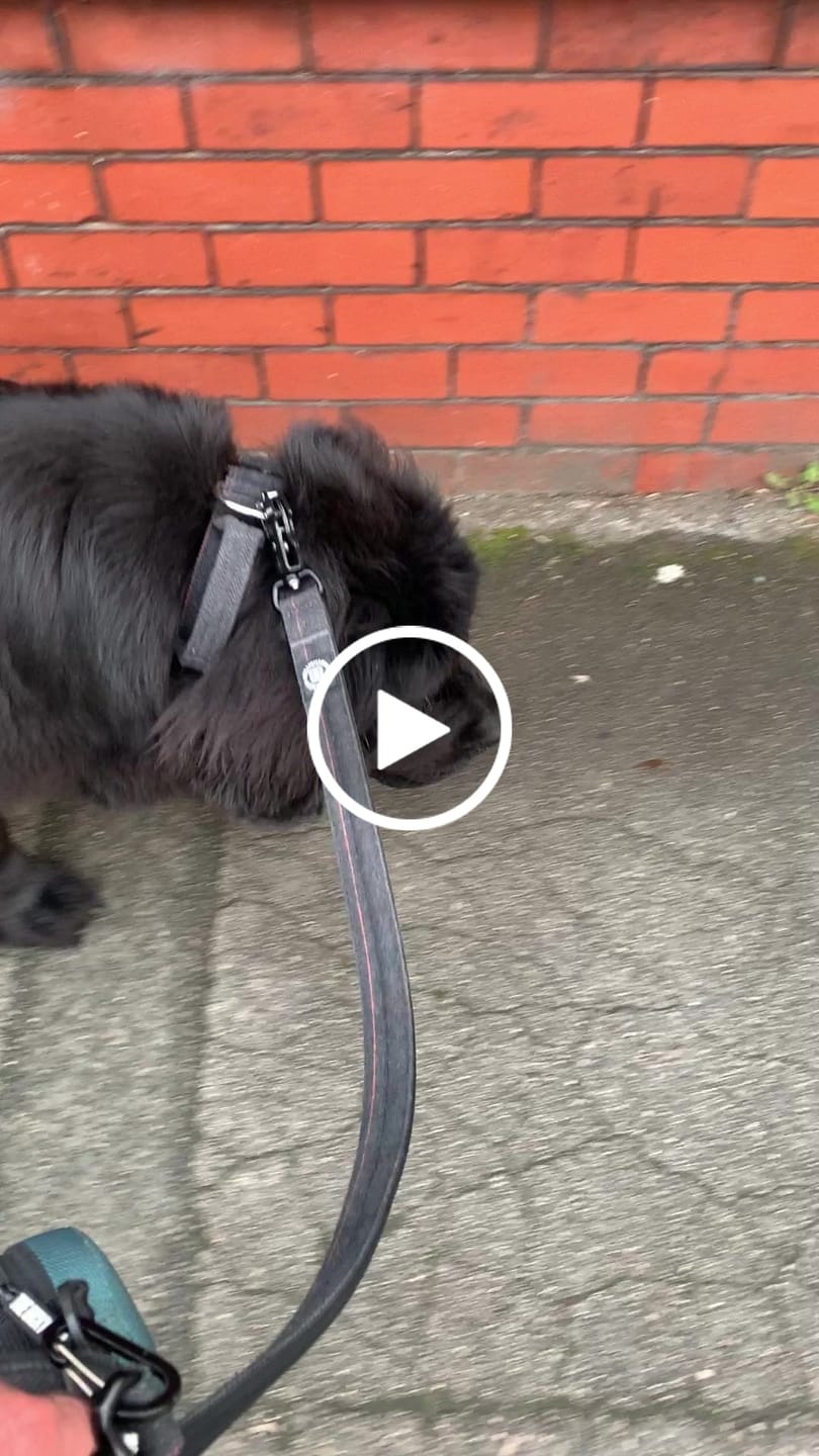Customer video review of Tweed 1.2m Mini Combat Lead | Foam & Neoprene Lined with Soft Handle - Charcoal Black