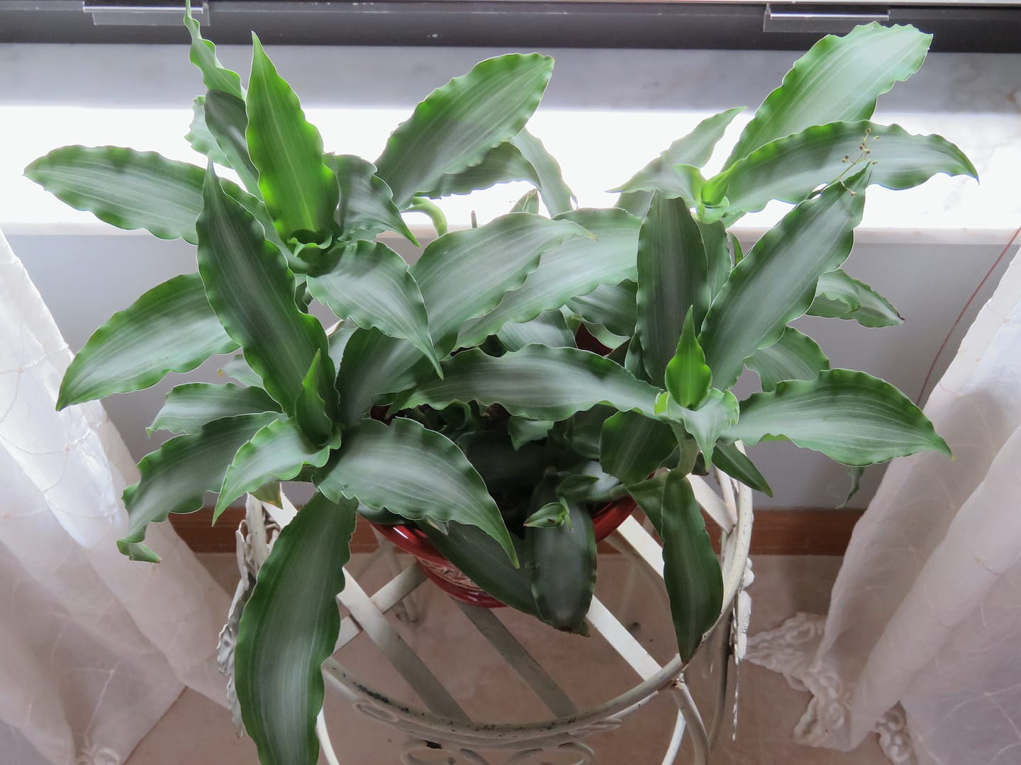 Customer photo review of Murdannia loriformis 'Bright Star'