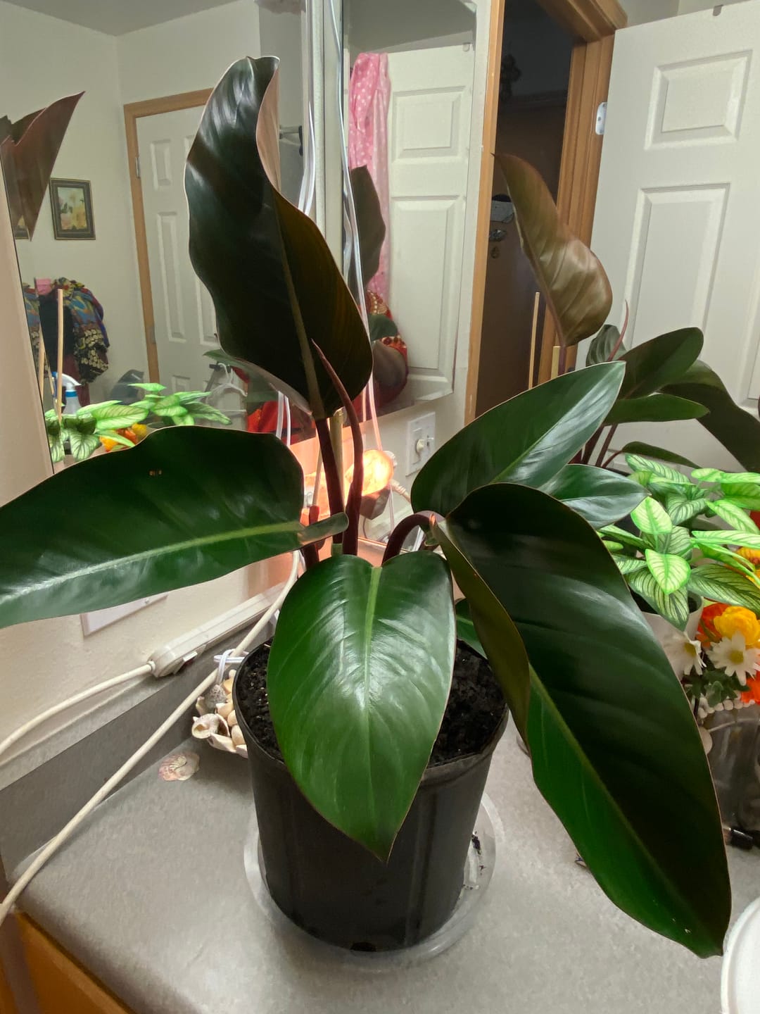 Customer photo review of Philodendron Red Congo, Tropical Forest Plant