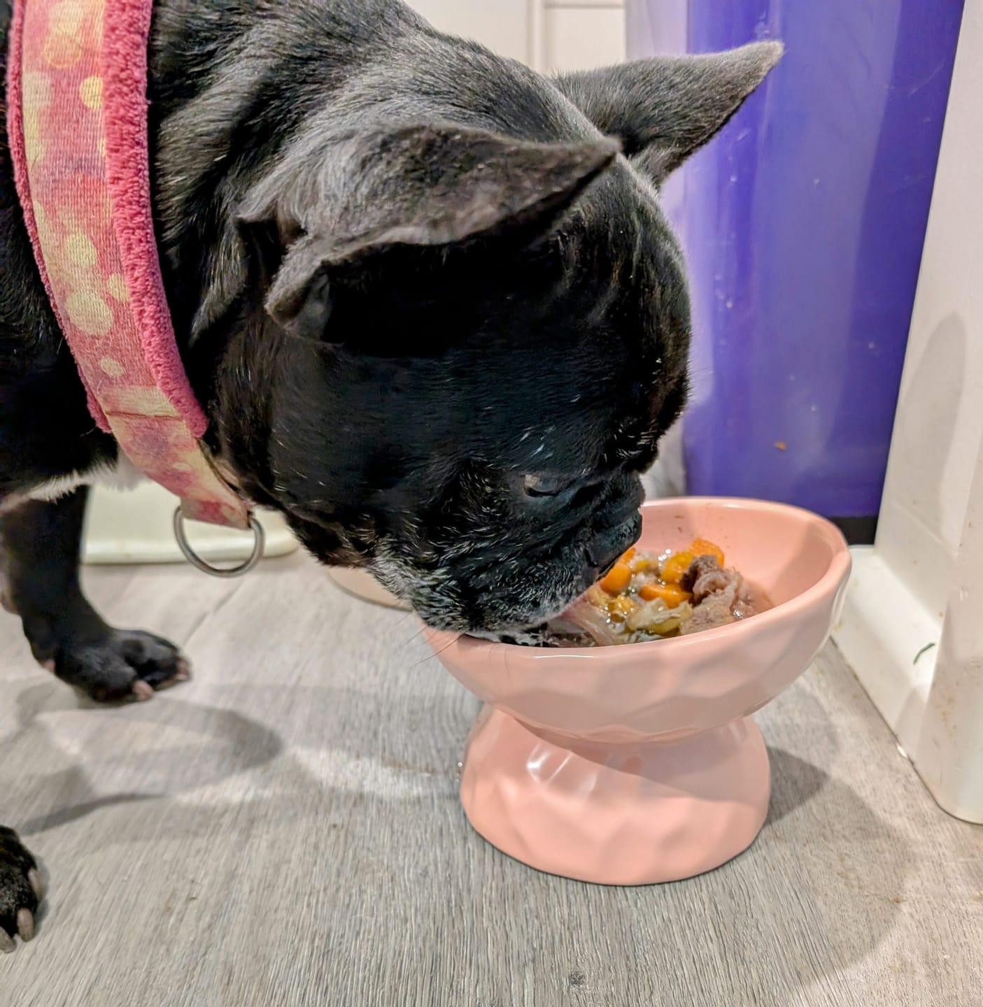 Customer photo review of Tilting Ceramic Cat Bowls With Uneven Texture