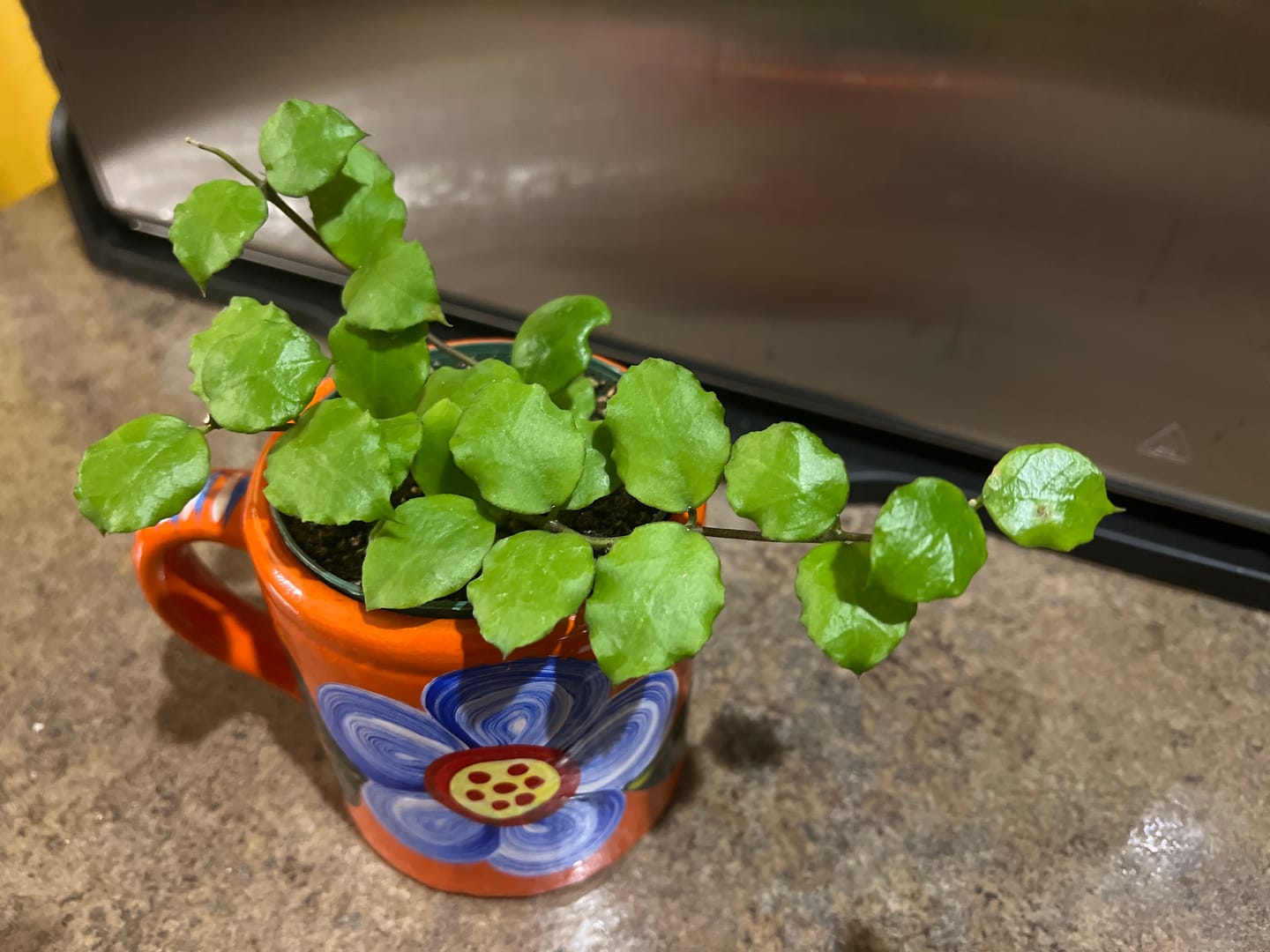 Customer photo review of Hoya endauensis