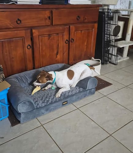 Leanne H. review of Lamb Ears - perfect chews for small dogs image 1 out of 1