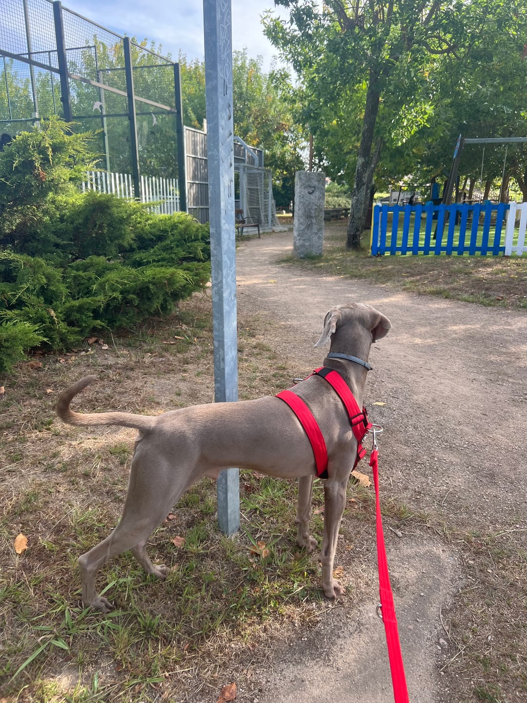 Customer photo review of TRI-Harness® | Anti-Pull, Adjustable & Durable - Dog Trainers Choice - Red v2.0